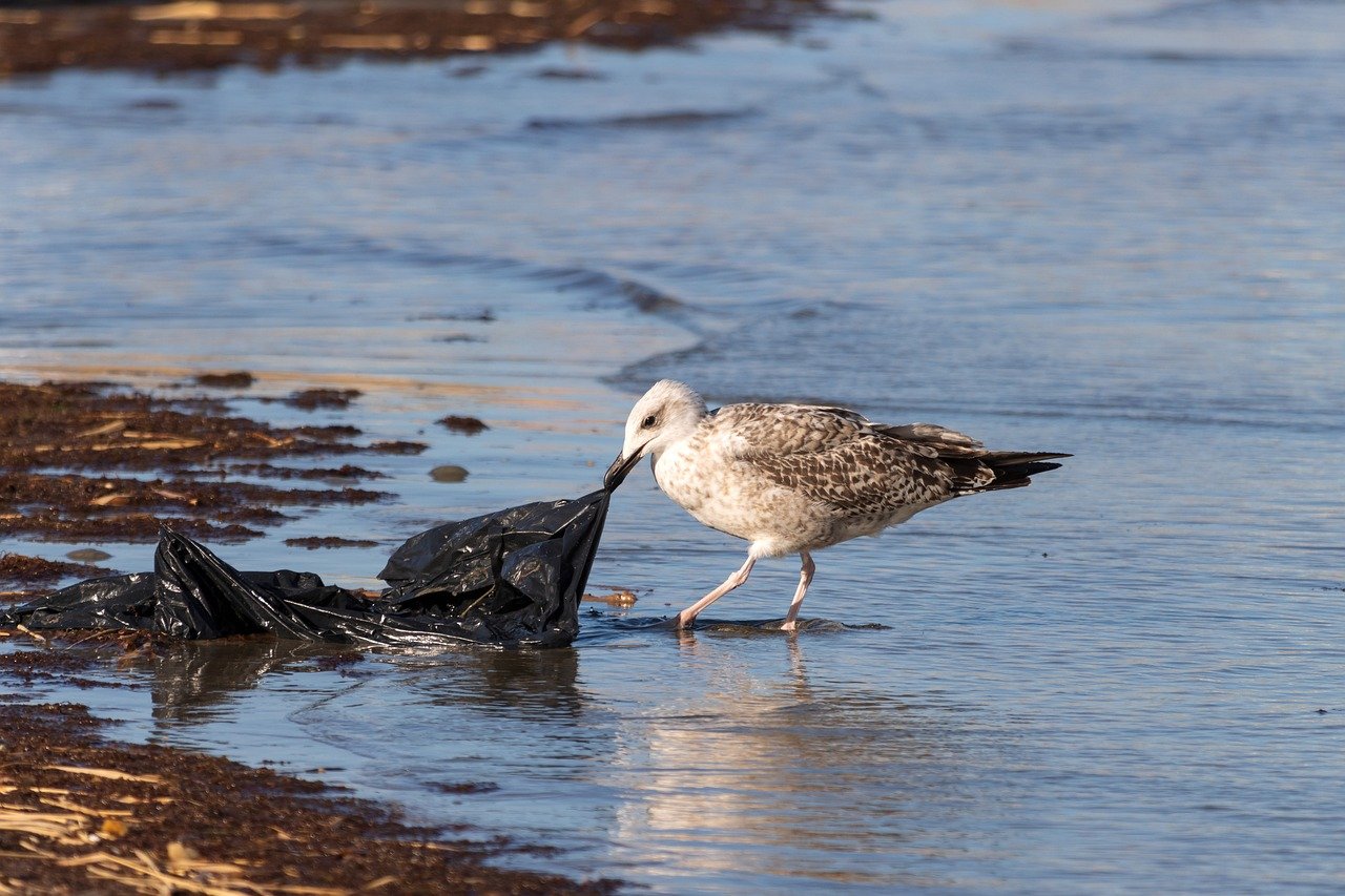 The Impact of Single-Use Plastics on Marine Life